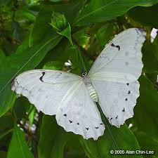 Flmnh Butterfly Rainforest Image Gallery Search Results Butterfly Species Types Of Butterflies Colorful Butterflies