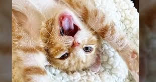 You will only get one kitten. 10 Fun Facts About Kittens