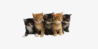 If you want to use a term to describe a group of feral cats, you can use the word dowt or destruction. Group Of Cute Cats Png Image Transparent Png Free Download On Seekpng