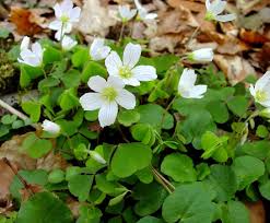 Image result for Oxalis anthelmintica