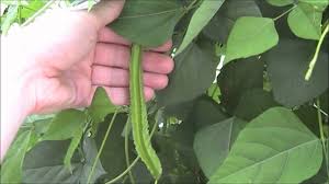 Image result for Psophocarpus lancifolius