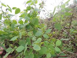 Image result for Rhynchosia divaricata