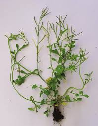 Image result for Cardamine obliqua