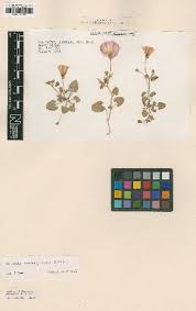 Image result for Convolvulus ocellatus