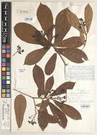 Image result for Rinorea brachypetala