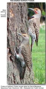 To flicker verb (flickers, flickered, flickering). Flickers Beauty Of Birds