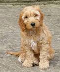 Cavapoos for Sale in Warrenton, Virginia | Dogs on Oodle ...