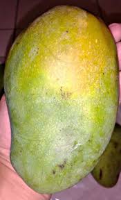 Tunas Mandiri Jual Buah Mangga Harum Arum Manis Fresh Organik Bebas Pestisida