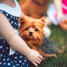 We offer beautiful,traditional and parti colored akc yorkies for sale to approved homes. The Queen S Treasures 18 Inch Doll Sized Pet Teacup Yorkie Puppy Dog With Collar Leash Accessory Sized For Use With American Girl Dolls Walmart Com Walmart Com
