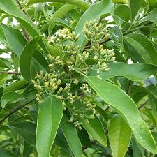 Spring At The Summit Sandalwood Trees In Flower Sandalwood Tamanu Nangai Oil Products Flowers Sandalwood Tree