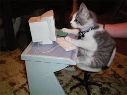 Ev`s videos 57 views6 months ago. Cat Typing 2 College Essay Advisors Admissions Essay Experts
