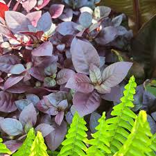 Image result for Alternanthera