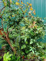 Image result for Clematis dolichopoda