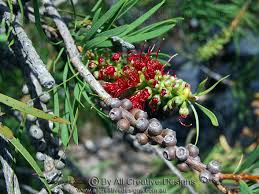 Apples, avocado, bananas, citrus, figs, guava, jackfruit, japanese persimmons, loquats, lychee, mangoes, mulberries, papayas, peaches, and tamarind all grow well in florida. Fruit Characteristics In The Identification Of Tree Species Australia
