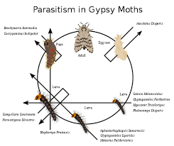 Biological pest control method of controlling and getting rid of pests is way better and environmentally friendly as compared to others. Lepidoptera Wikipedia