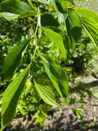 Image result for Celtis africana