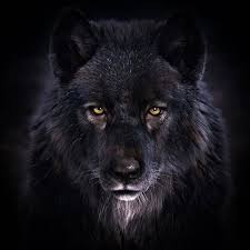 There are few creatures more fearsome and mighty than the wolf, and there's no better place to find a wolf wallpaper than unsplash. Follow Me If You Love Wolves Wolf Love 2019 Wolf Love 2019 Wolf Love 2019 Credit Wolf Love Wolf Pictures Animals Beautiful