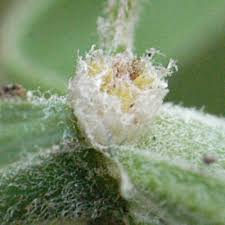 Image result for Pollichia