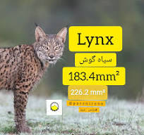 ‫🟡 هادی لینکس Lynx conductor ⬅️از سری هادی های ACSR (هادی ...‬‎