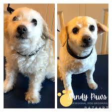 Sandy Paws, Ilfracombe