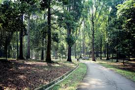 Frim or forest research institute of malaysia is a must visit for nature lovers who are in the capital city of kuala lumpur. Forest Research Institute Malaysia Nitzus