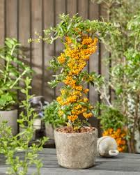 Image result for Pyracantha coccinea golden charmer