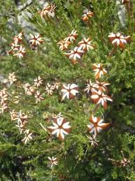 Image result for Jamesbrittenia