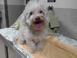 Check spelling or type a new query. Portland Or Havanese Meet Blossom A Pet For Adoption