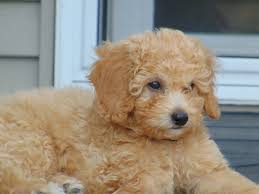 If you are looking for puppies for sale or particular stud dog in your area you can also check. What Is A Mini Goldendoodle Mini Goldendoodle Puppies For Sale