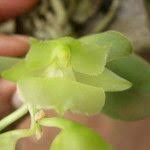 Image result for Rhipidoglossum kamerunense