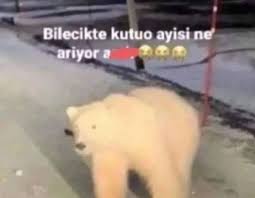 Bilecikte kutup ayısı #keşfet #fyp #arşiv #meme #mizah