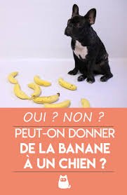 Peut On Donner De La Banane A Un Chien Explication Video Chien Langage Corporel Du Chien Chiens Et Chiots