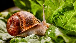Ihr gemüse ist zerfressen und sie möchten endlich die übeltäter loswerden? Was Fressen Schnecken Tipps Zum Umgang Mit Den Gartenbewohnern