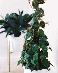 How To Grow A Philodendron Micans A Beginner Care Guide Green Thumb Revival In 2021 Easy To Grow Houseplants Philodendron House Plant Care