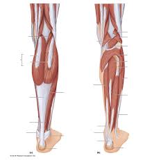 Lower leg muscle diagram blank. Upper Leg Muscle Chart Caran