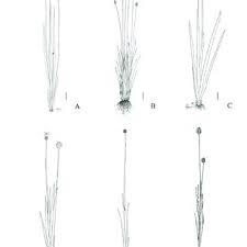 Image result for Xyris capensis