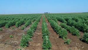 They love full sun and, once established, high temperatures. Sesame For Texas In 2018 Texas Row Crops Newsletter