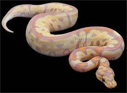 Banana Clown Ball Python Ball Python Python Ball