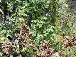 Image result for Pterocarpus lucens