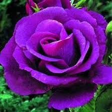 Egrow Egrow 100 Pcs Rare Rose Seeds Mixed Color Home Garden Potted Flower Seed Decoration Bonsai Rose Seeds Rare Roses Purple Roses