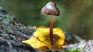 Could Psychedelics Transform Mental Health Bbc News