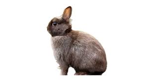 Netherland dwarf rabbit breed history/origin while some domestic rabbits have their origin by pure chance, netherland dwarf rabbits were purposefully engineered. Netherland Dwarf Care Diet Guide Breed Traits Rabbitpedia Com