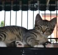 We did not find results for: For Pets Sake Opening Hours 416b 1st Avenue Ladysmith Bc