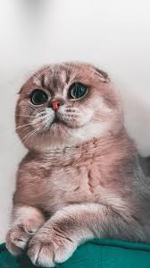 Pin By Begum Tosun On Zhivotnye Cute Baby Animals Cute Cats And Kittens Cute Cat Wallpaper