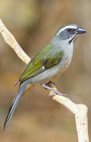 Trinca Ferro Bico De Ferro Tempera Viola Pixarro Pipirao Estevo Papa Banana Titicao Tia Chica Passaro Trinca Ferro Passaros Coloridos Passaros Bonitos