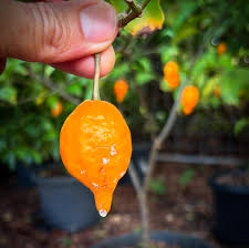 Image result for Tabernanthe iboga