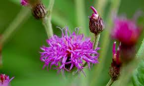 Image result for Vernonia lycioides
