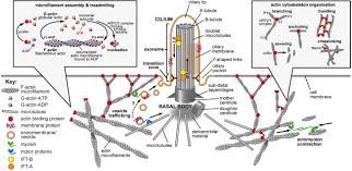 In plant cells, the function of vacuoles is to store water and maintain turgidity of the cell. Frontiers Primary Cilia Ciliogenesis And The Actin Cytoskeleton A Little Less Resorption A Little More Actin Please Cell And Developmental Biology