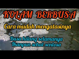 Kolam Lele Berbusa Cara Mudah Mengatasinya Youtube
