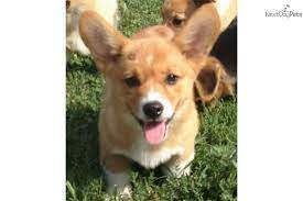 Call today to learn more about getting your very own corgi! Kb Hunter Corgi Welsh Corgi Corgi Names